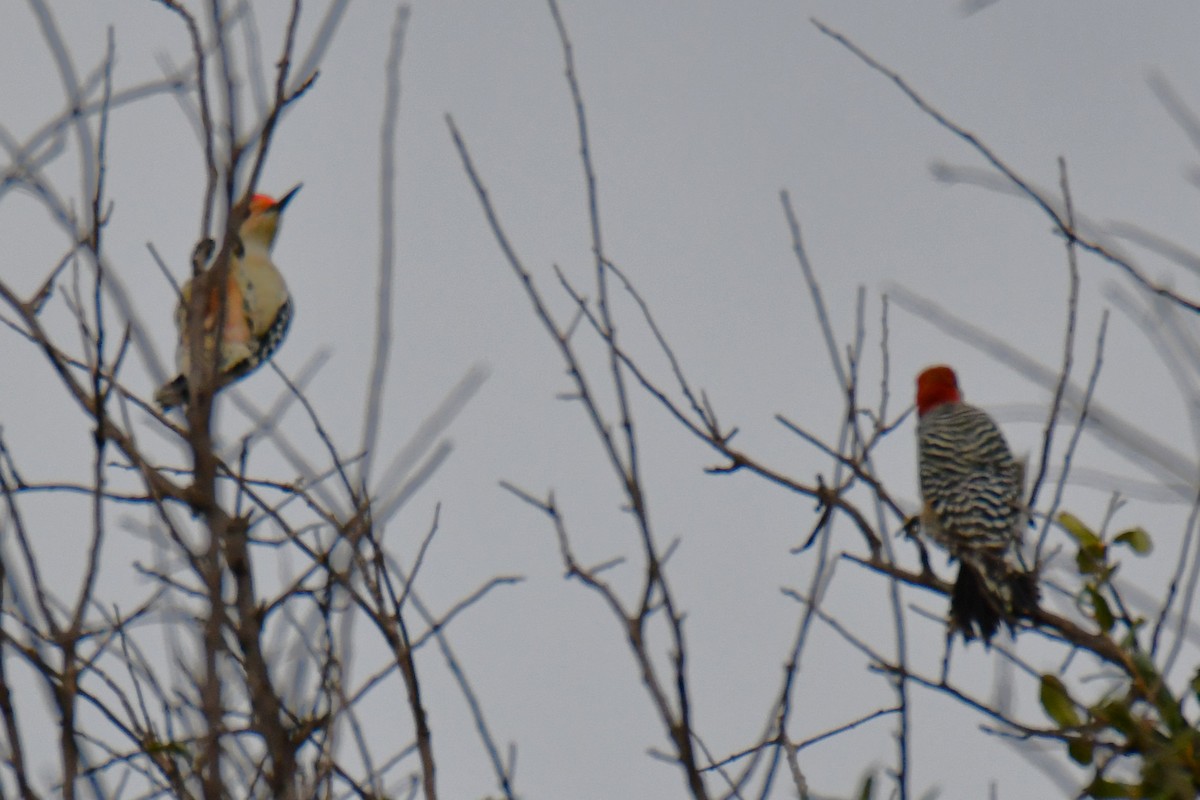 Red-bellied Woodpecker - ML644206329