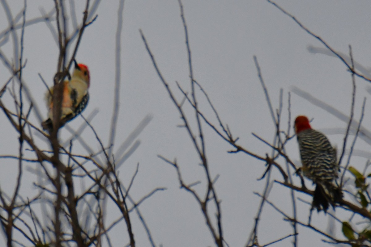 Red-bellied Woodpecker - ML644206330