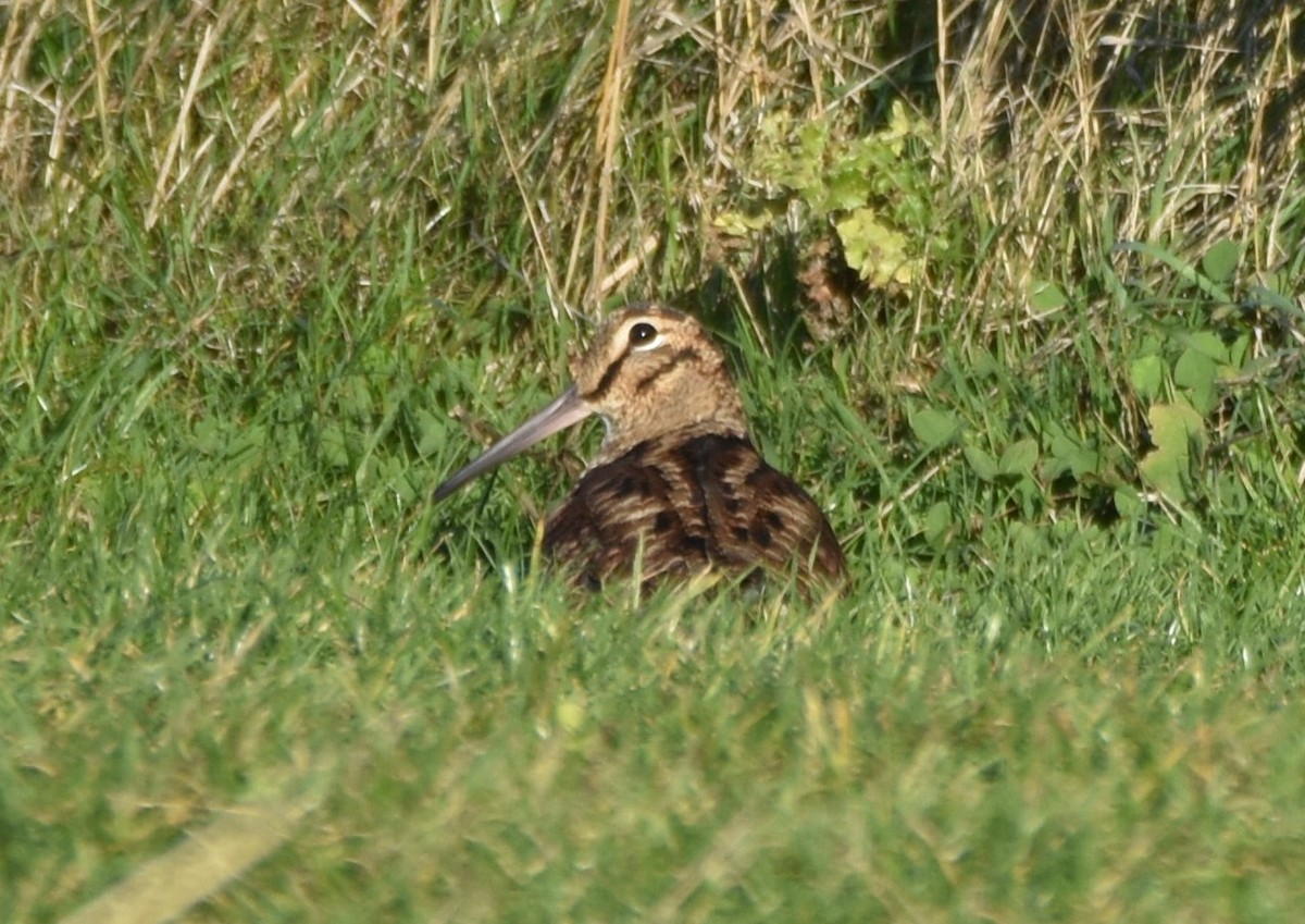 Eurasian Woodcock - ML644206331