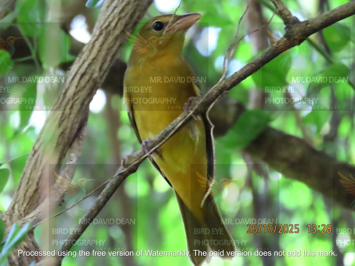 Summer Tanager - ML644206348