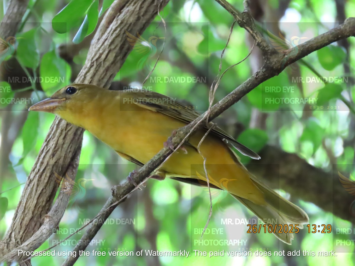 Summer Tanager - ML644206349