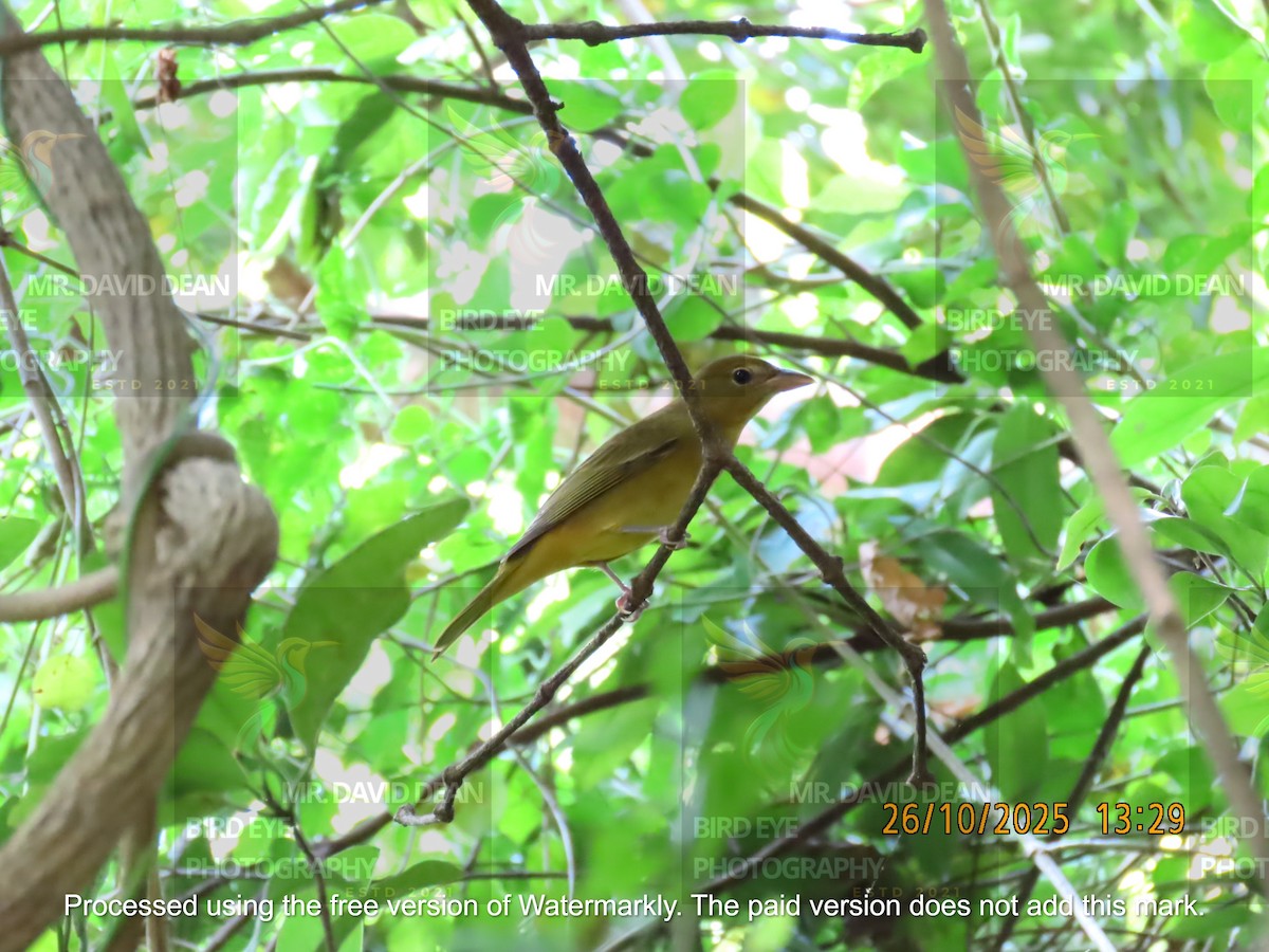 Summer Tanager - ML644206350