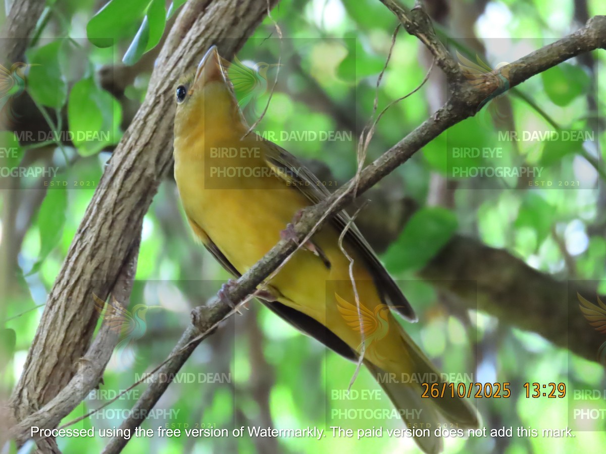Summer Tanager - ML644206351