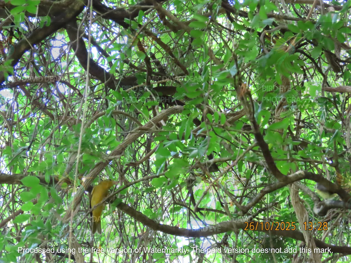 Summer Tanager - ML644206352