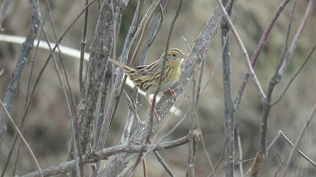 LeConte's Sparrow - ML644206357