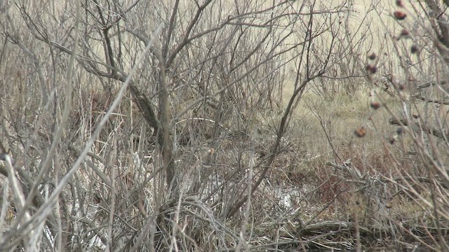 LeConte's Sparrow - ML644206358