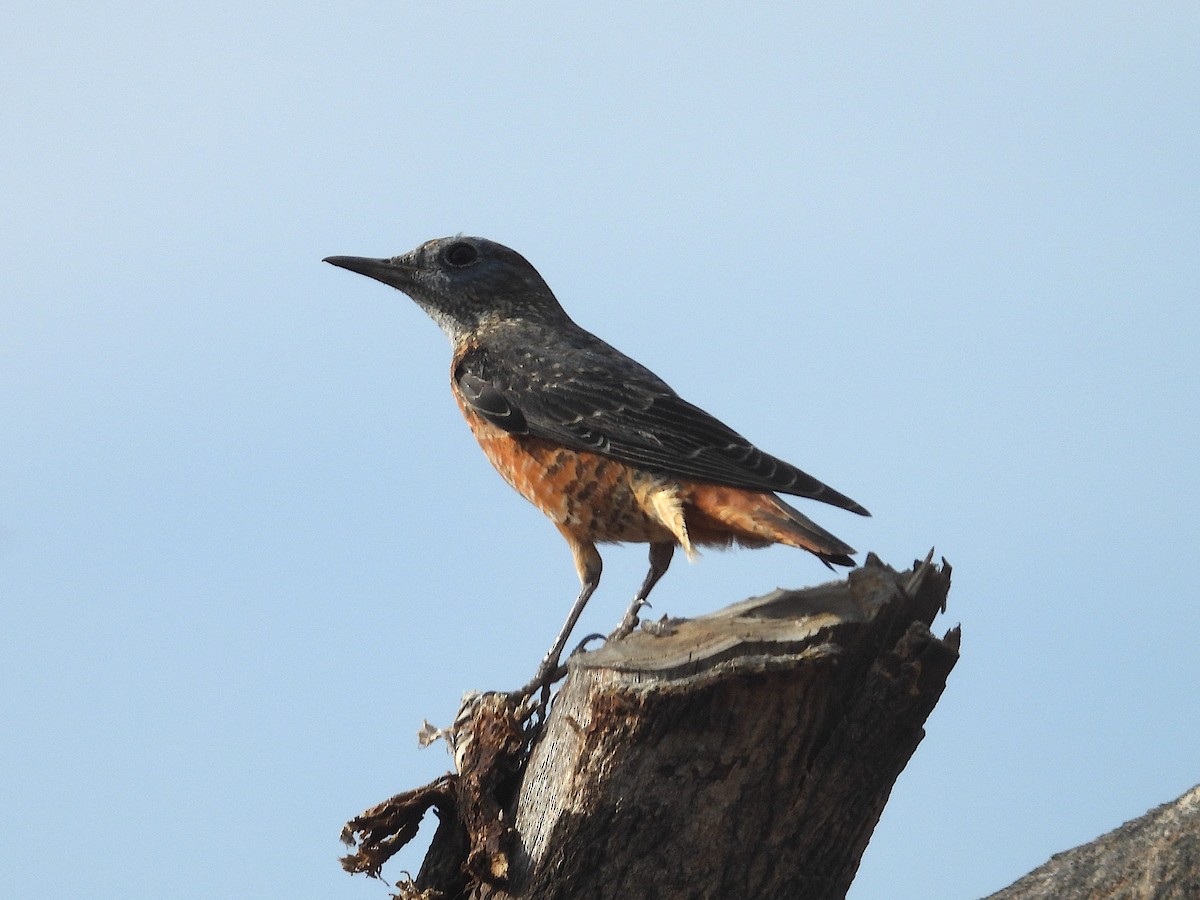 Rufous-tailed Rock-Thrush - ML644206361