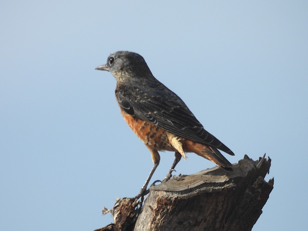 Rufous-tailed Rock-Thrush - ML644206362