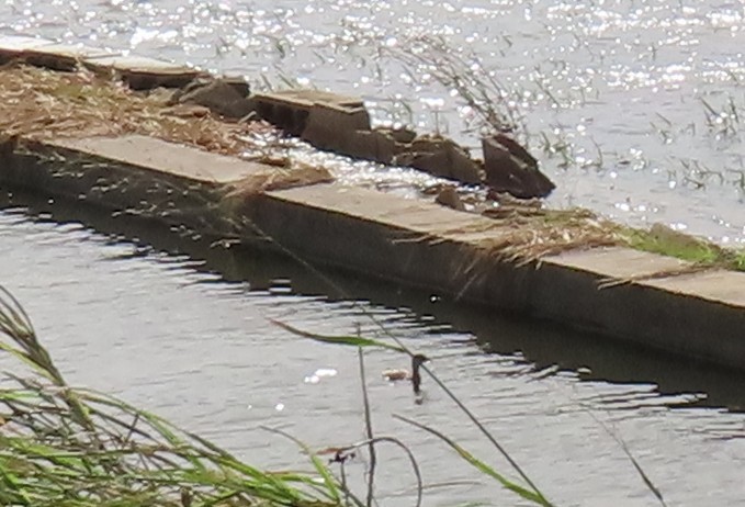 Хурган шунгуур - ML644206379