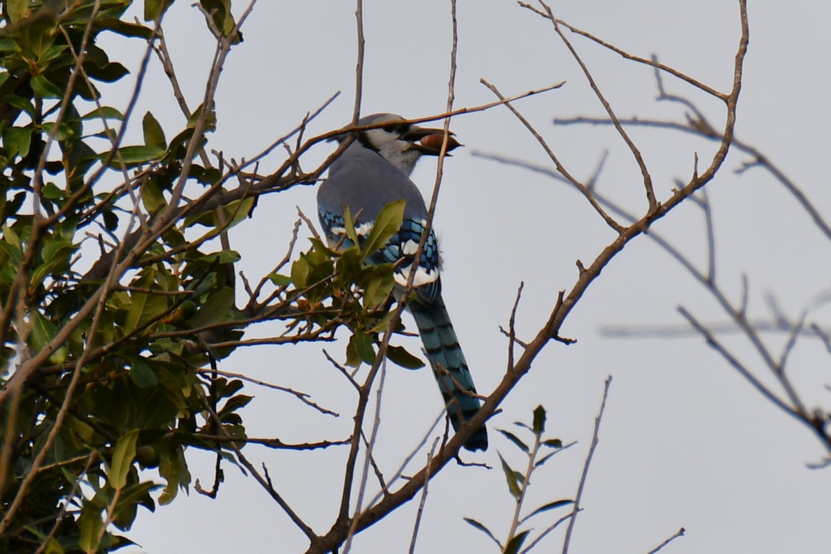 Blue Jay - ML644206393