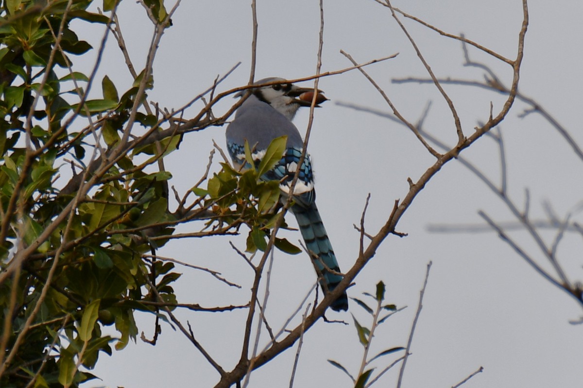 Blue Jay - ML644206394