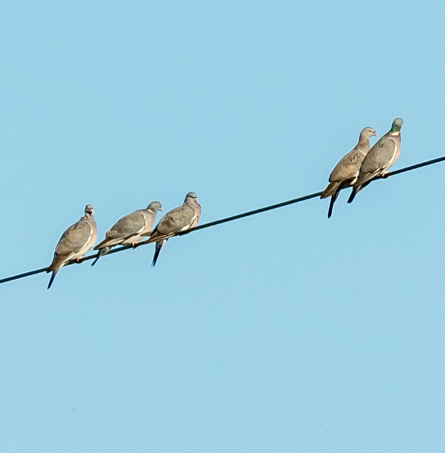 Tahtalı - ML644206404