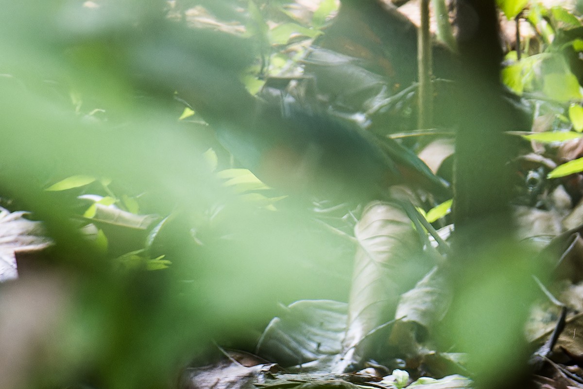 Sulawesi Pitta (Sulawesi) - ML644206419