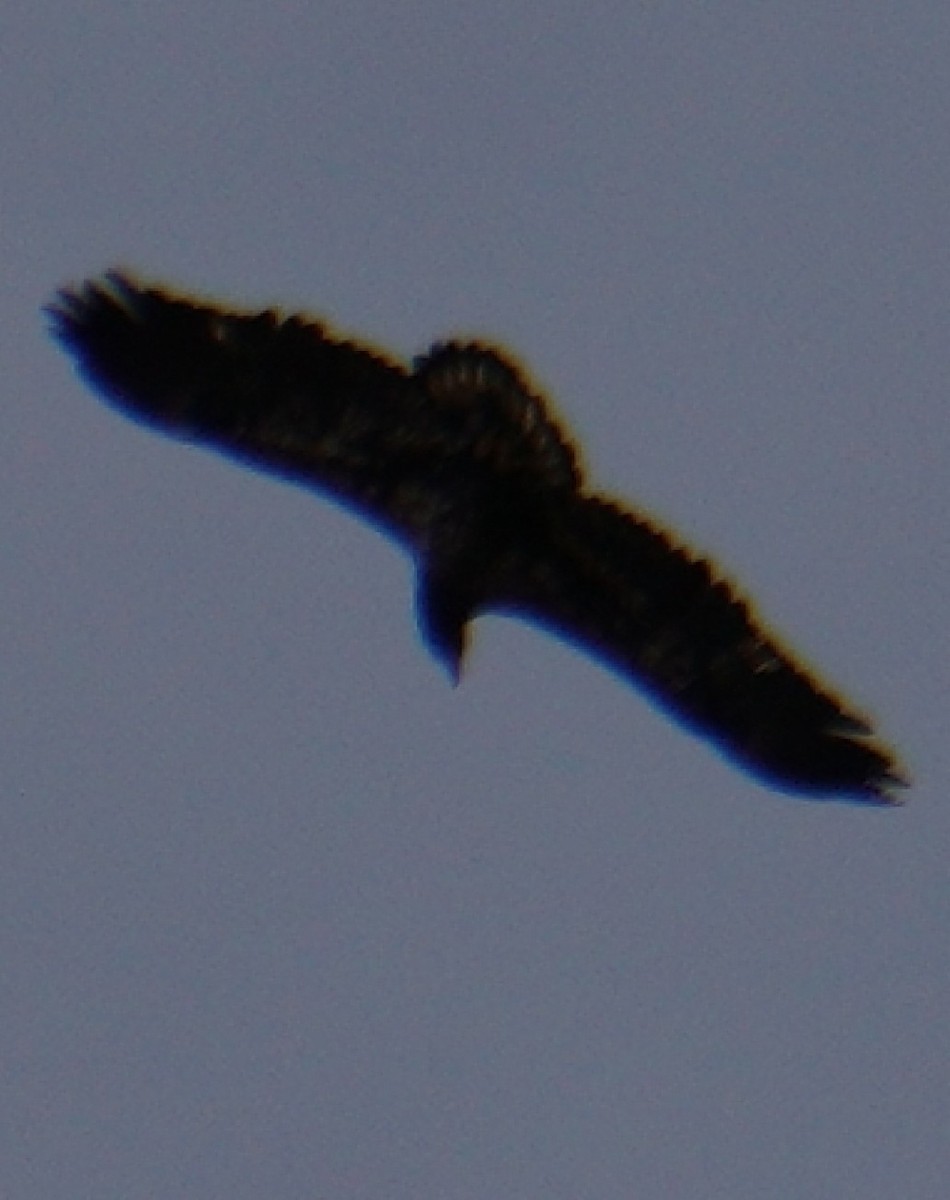 Bald Eagle - ML644206424