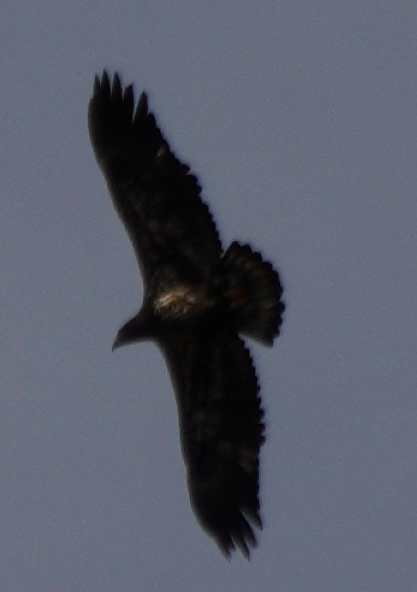 Bald Eagle - ML644206425
