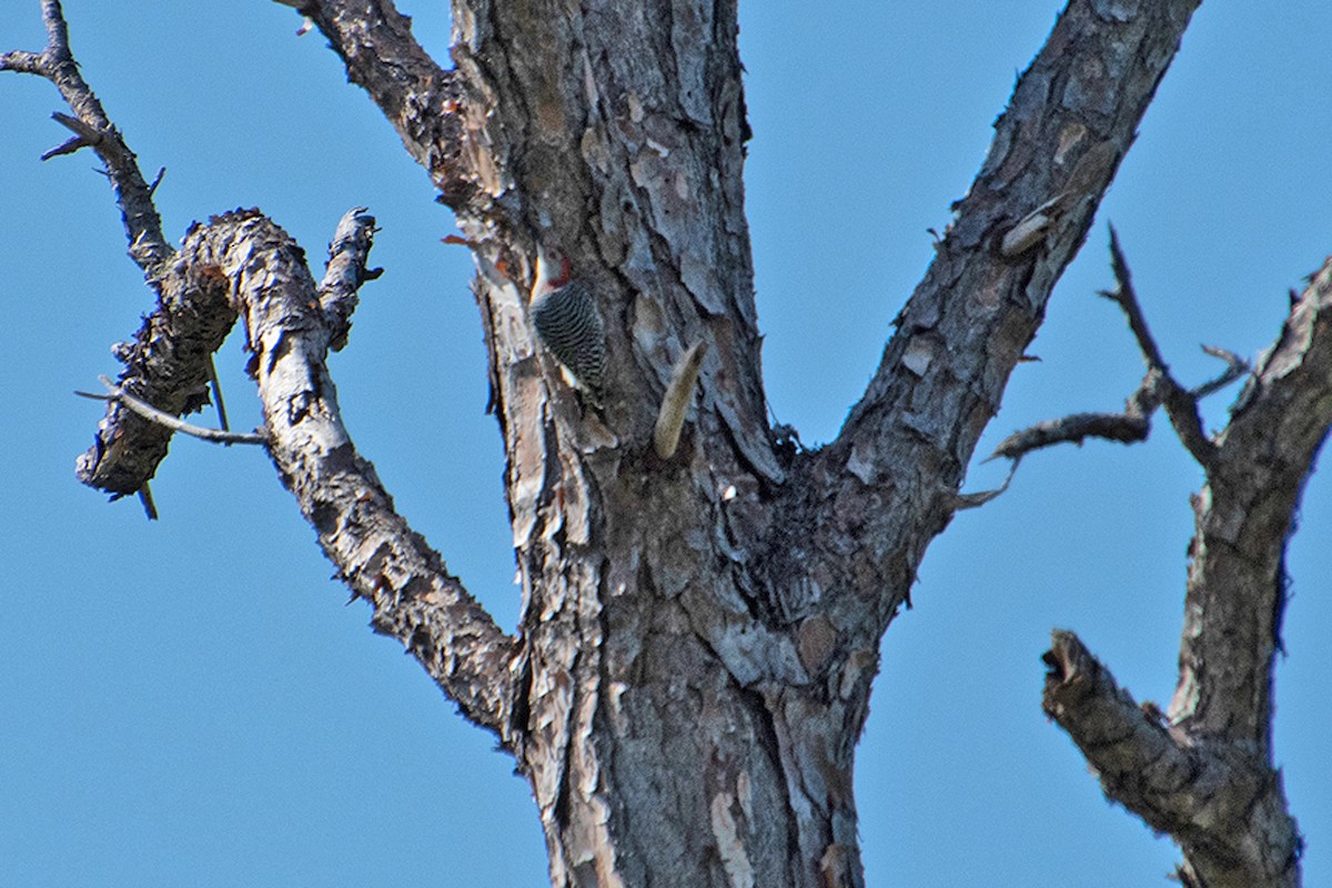 Red-bellied Woodpecker - ML644206426