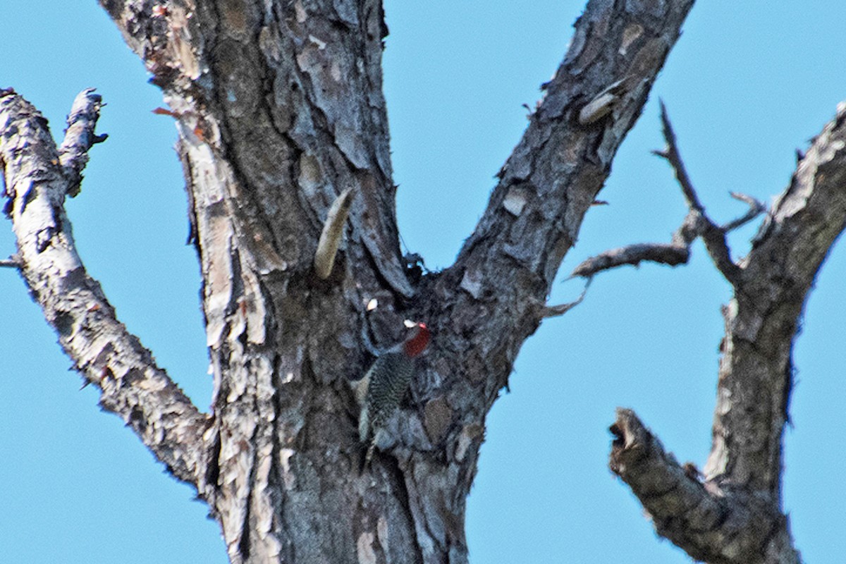 Red-bellied Woodpecker - ML644206427