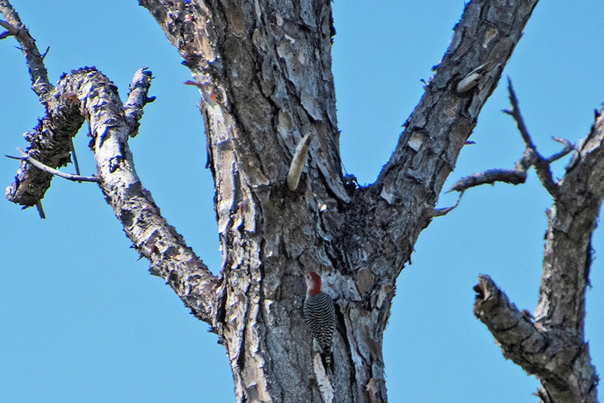 Red-bellied Woodpecker - ML644206428