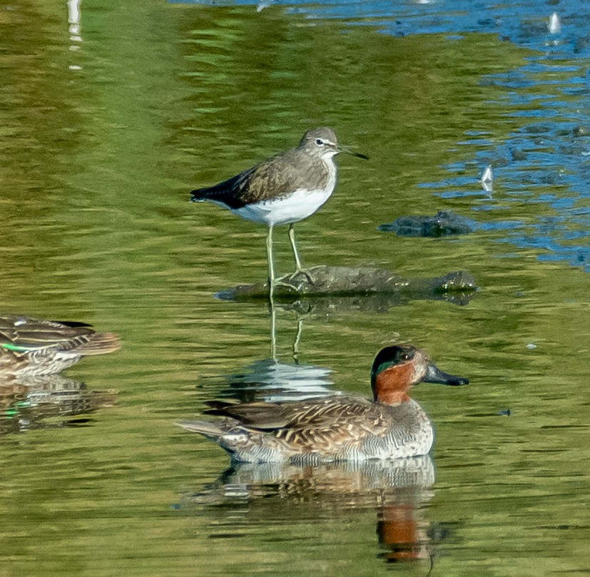 vodouš kropenatý - ML644206430