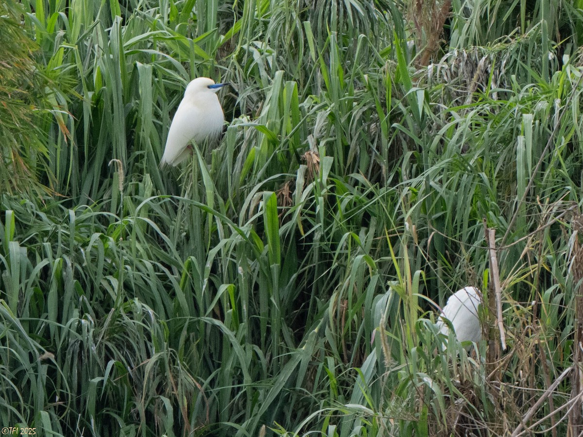 Malagasy Pond-Heron - ML644206435