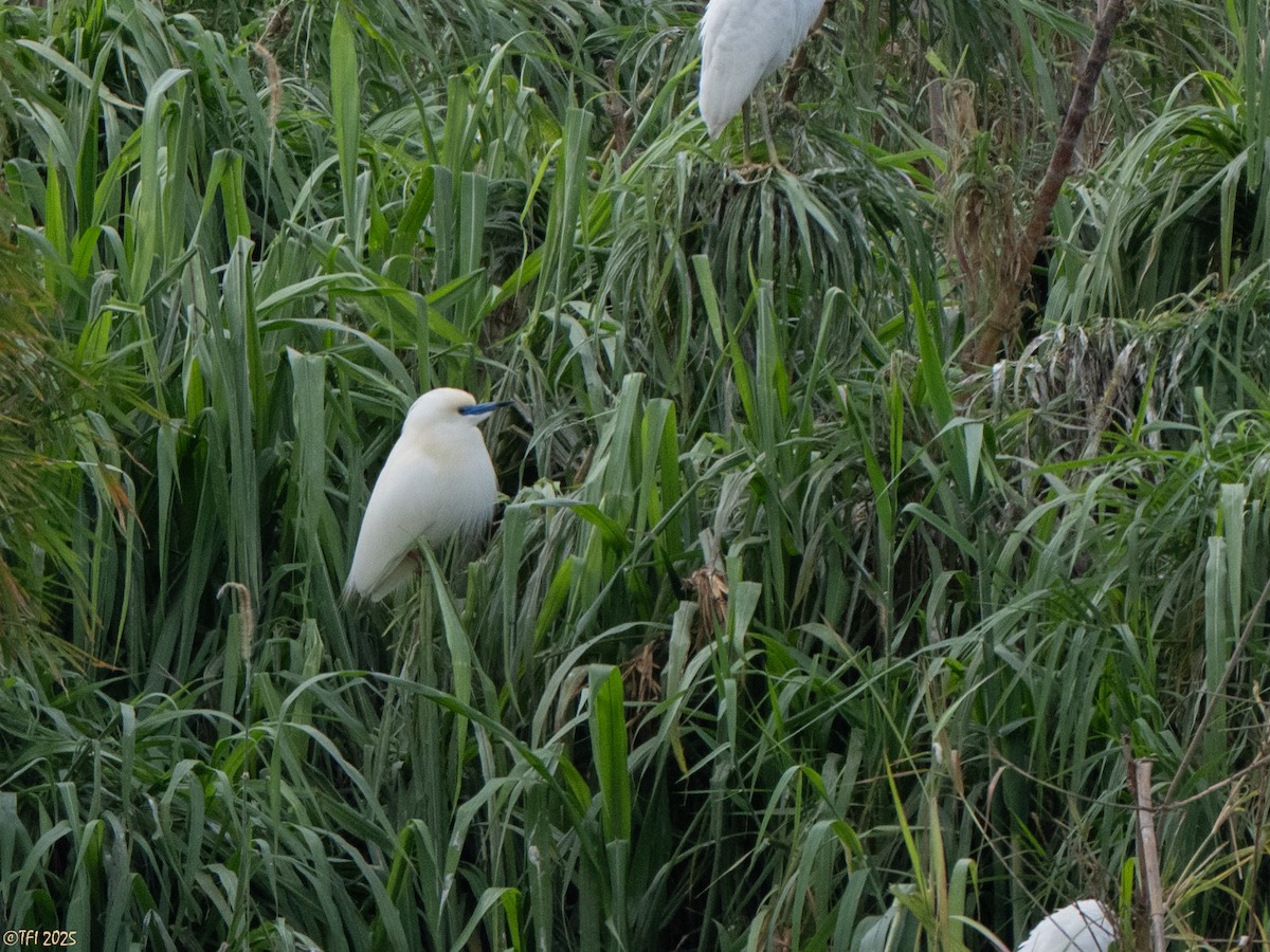 Malagasy Pond-Heron - ML644206436