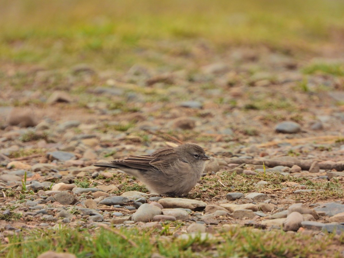 Ash-breasted Sierra Finch - ML644206438