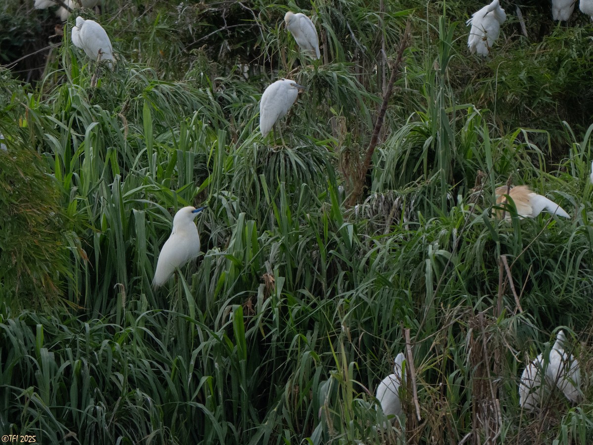 Malagasy Pond-Heron - ML644206446
