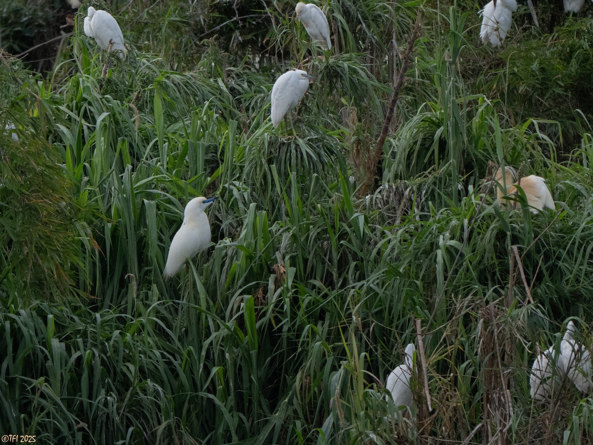 Malagasy Pond-Heron - ML644206465