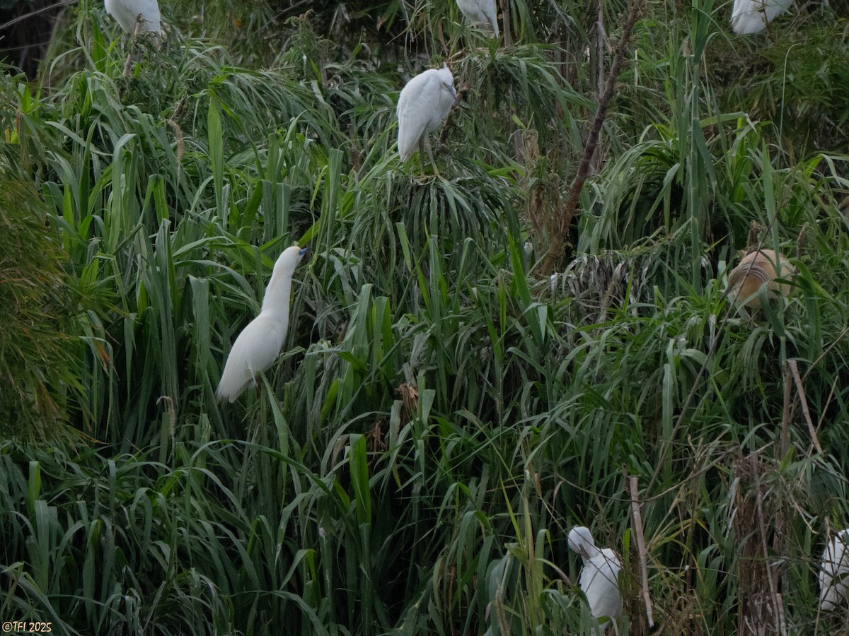 Malagasy Pond-Heron - ML644206467
