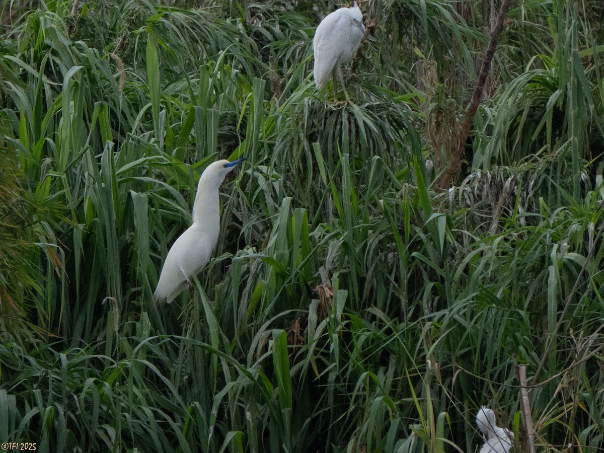 Malagasy Pond-Heron - ML644206471