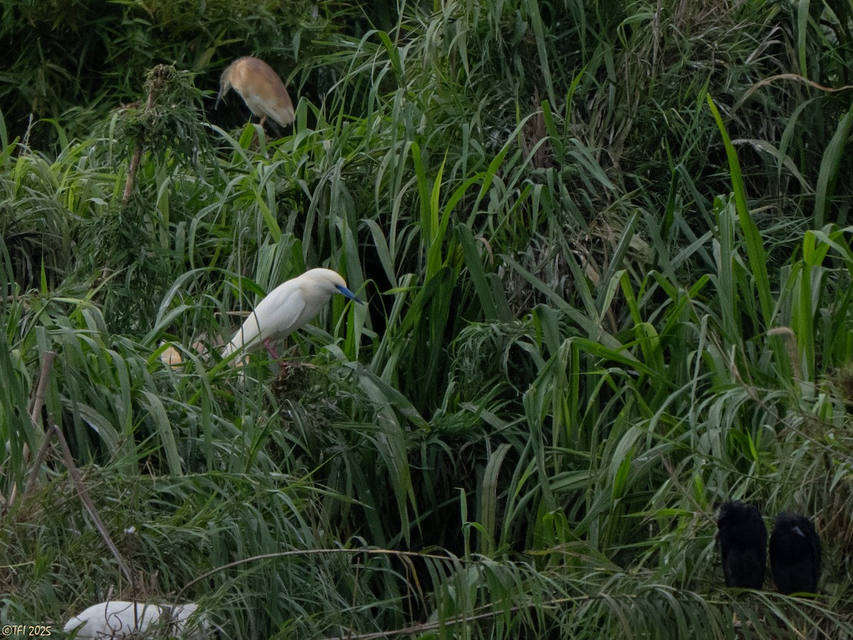 Malagasy Pond-Heron - ML644206473