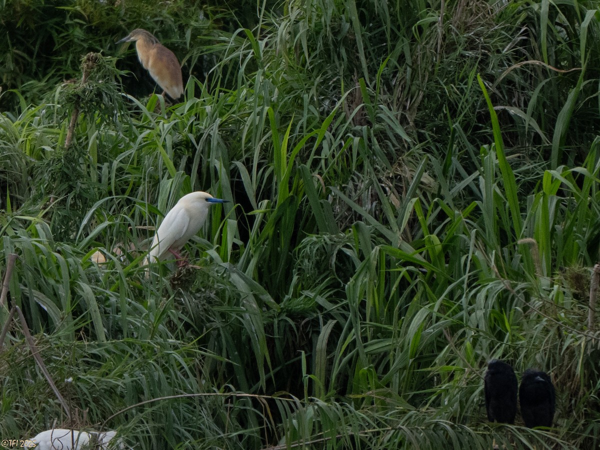 Malagasy Pond-Heron - ML644206474