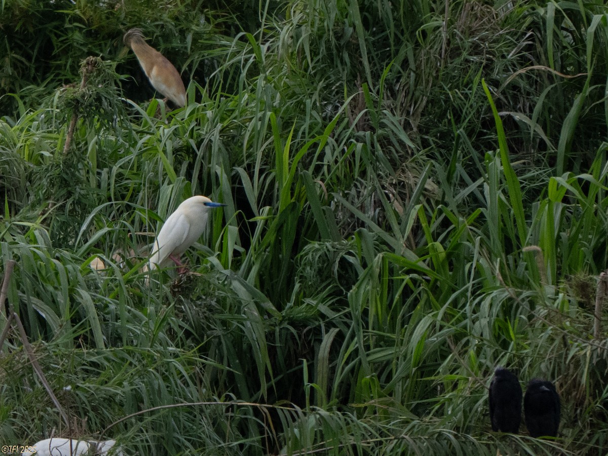 Malagasy Pond-Heron - ML644206476