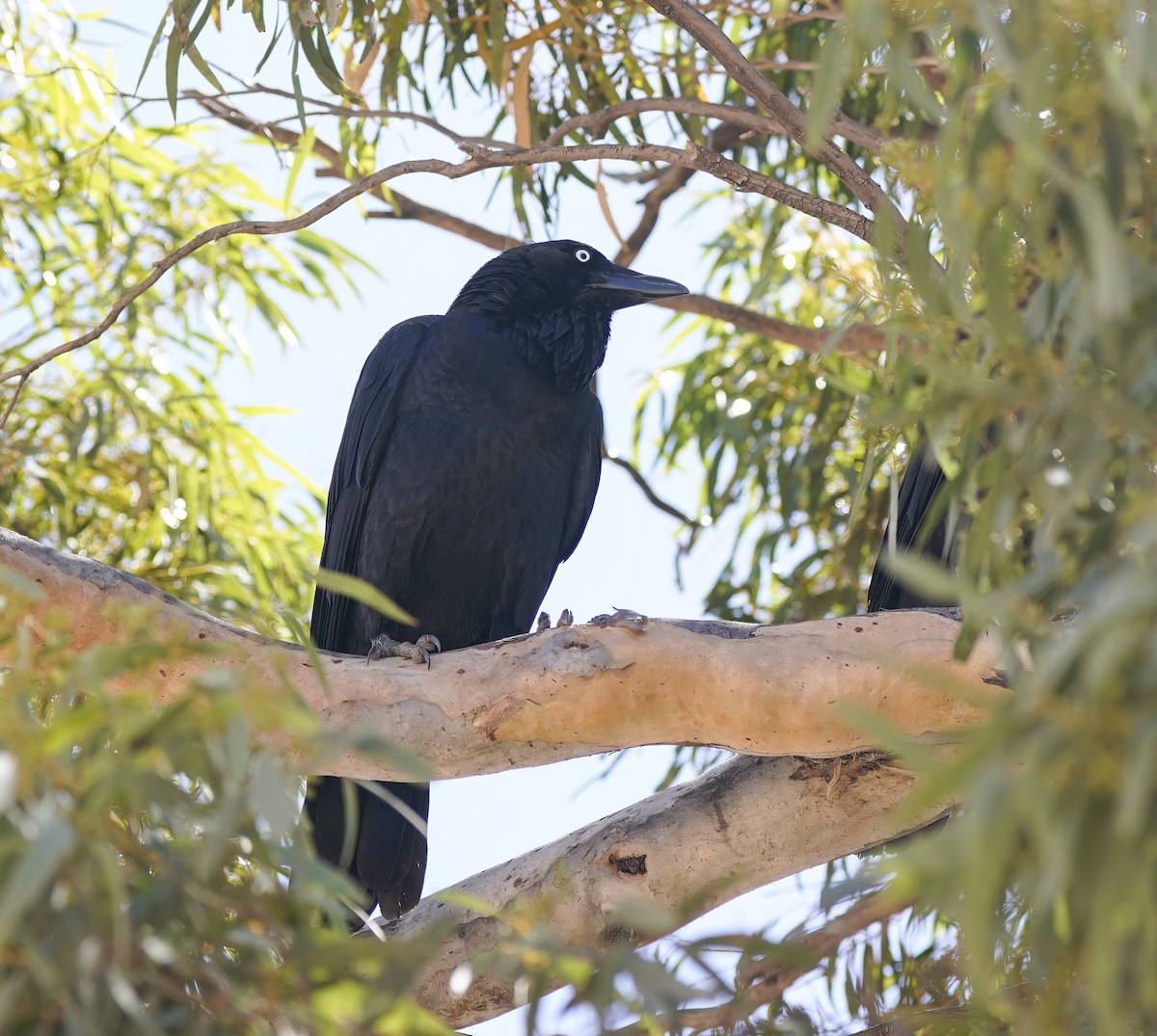 Australian Raven - ML644206478