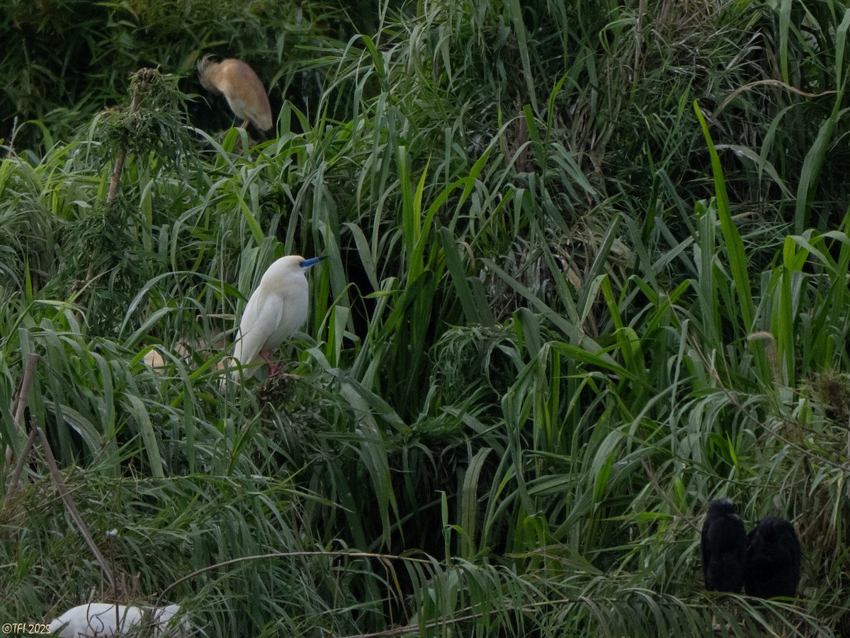 Malagasy Pond-Heron - ML644206481