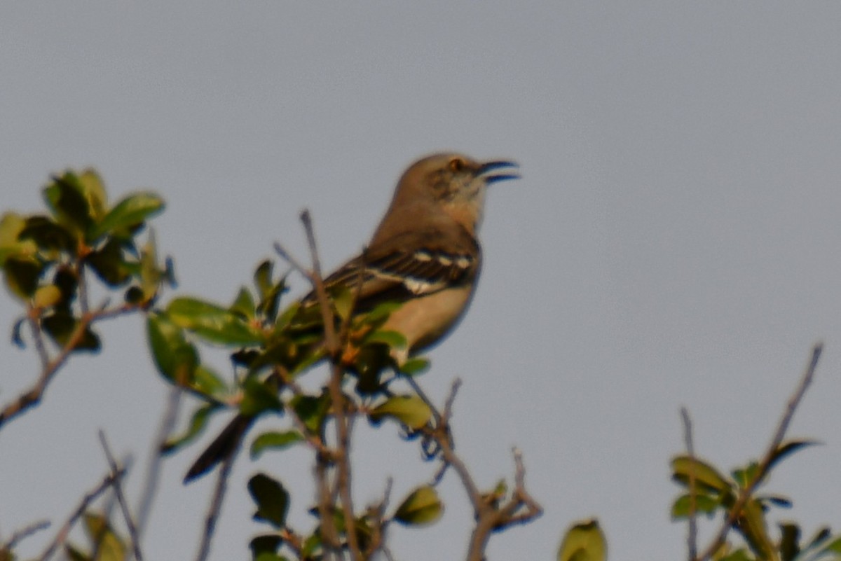 Northern Mockingbird - ML644206508