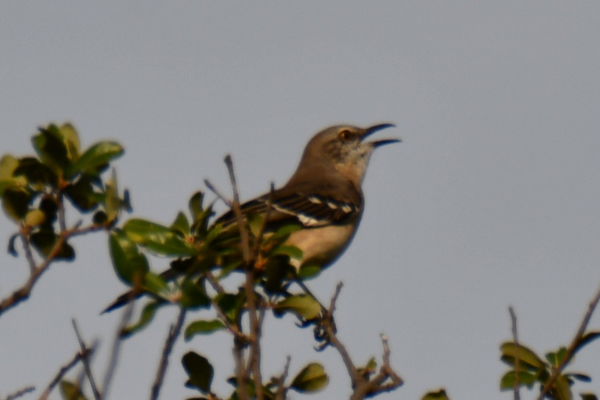 Northern Mockingbird - ML644206509