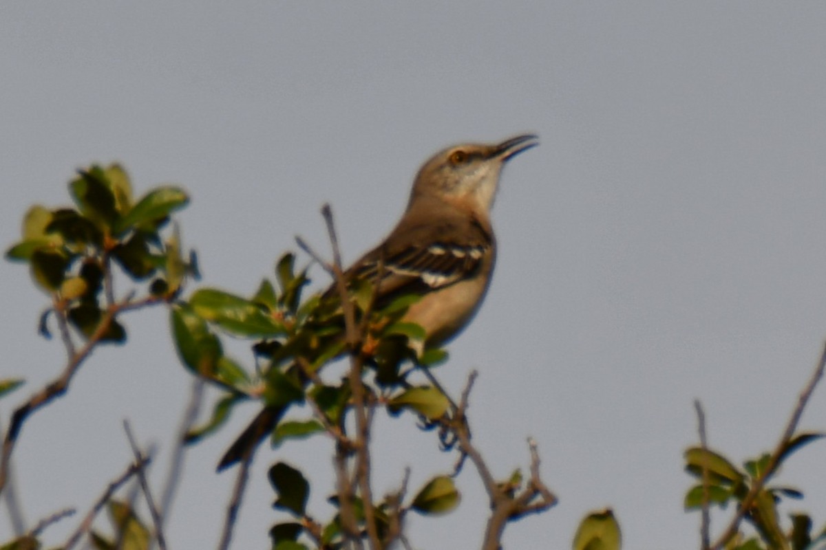 Northern Mockingbird - ML644206510