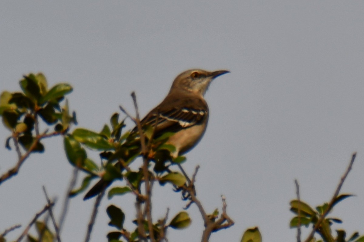 Northern Mockingbird - ML644206511