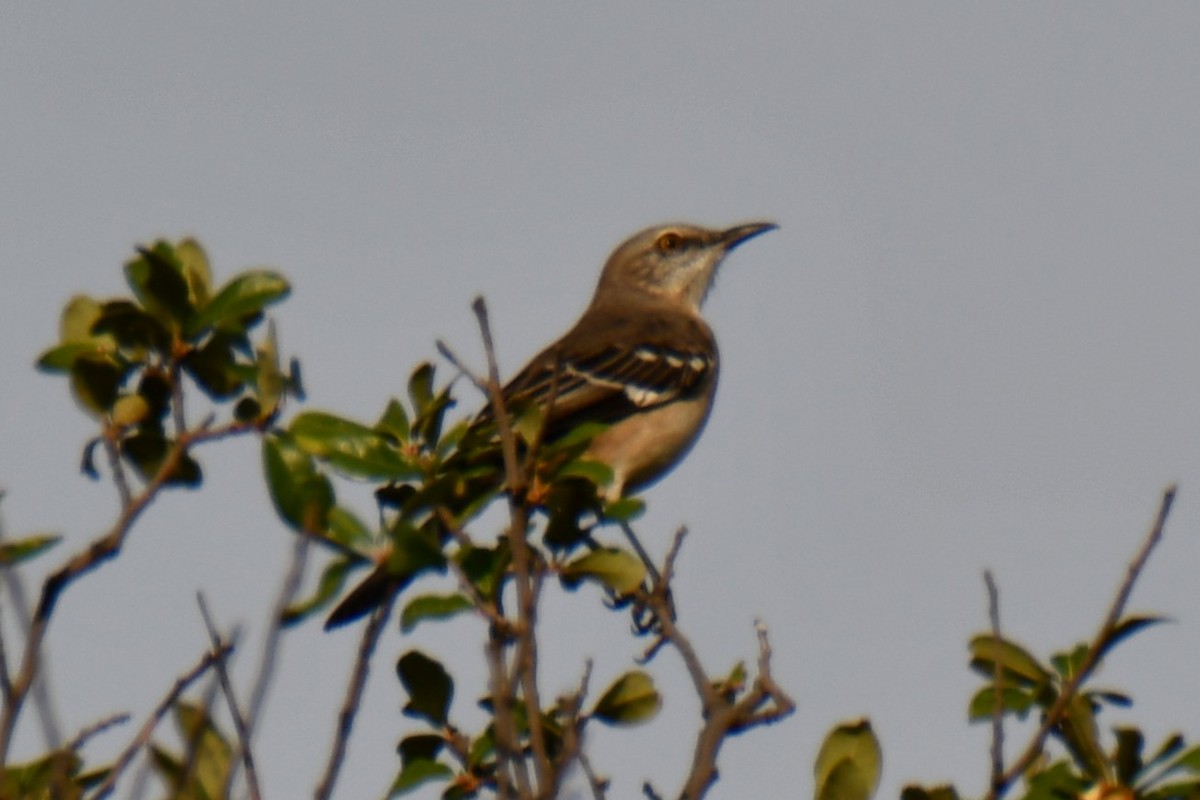 Northern Mockingbird - ML644206512