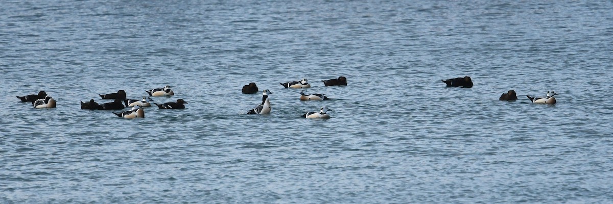 stellerand - ML644206516