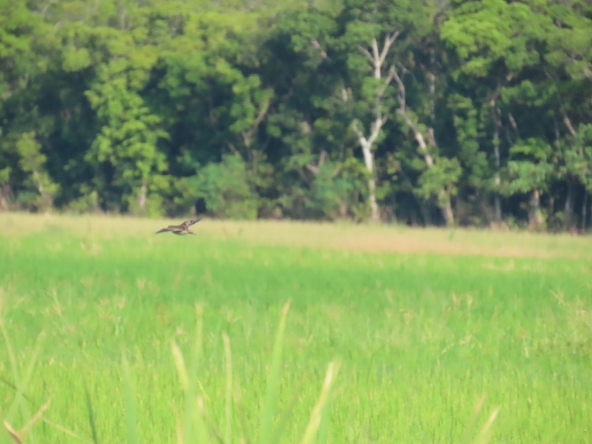 ハリオシギ - ML644206517