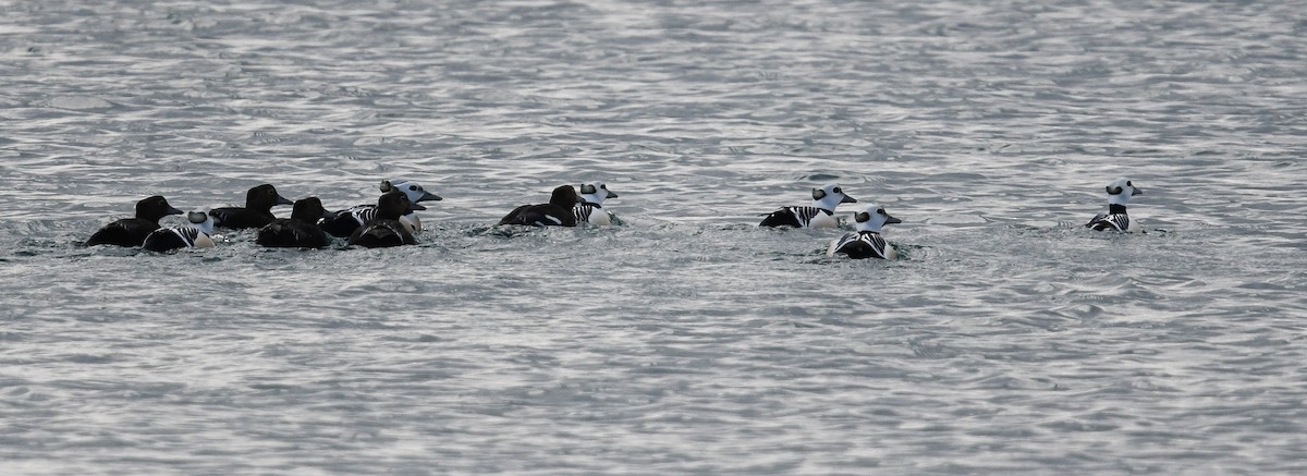 stellerand - ML644206518