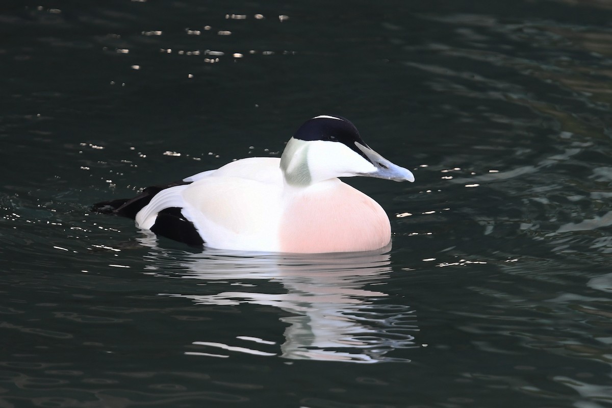 Common Eider - ML644206519