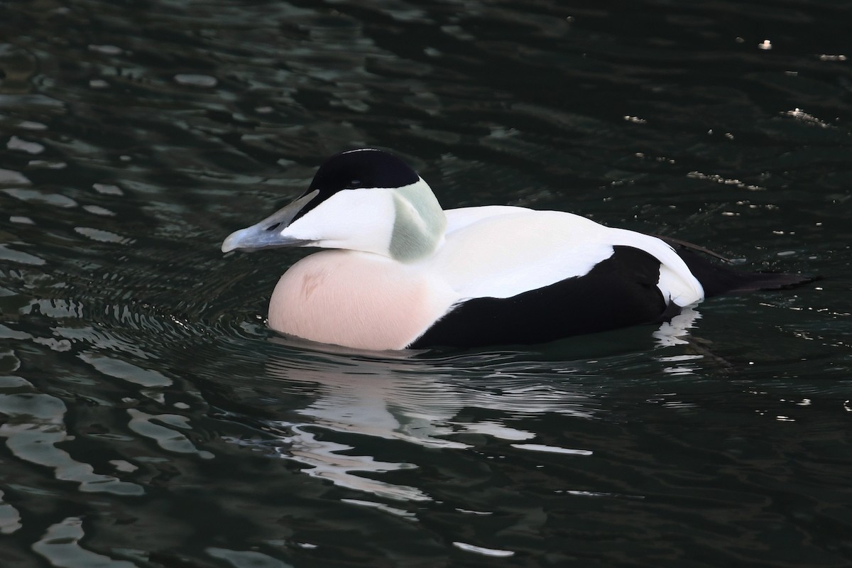 Common Eider - ML644206526