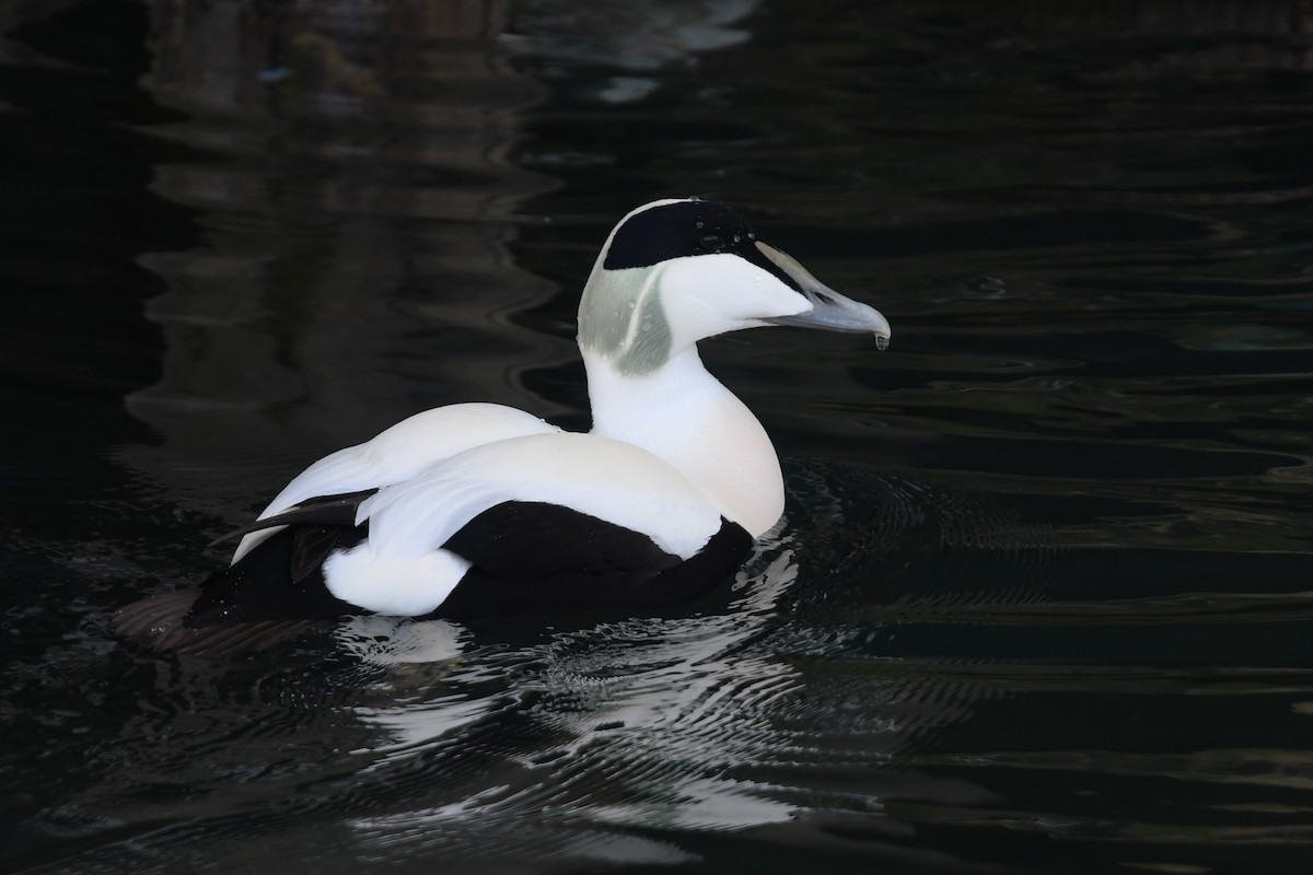 Eider arrunta - ML644206533