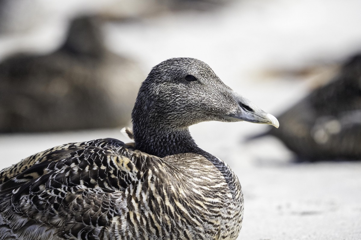 Eider arrunta - ML644206539