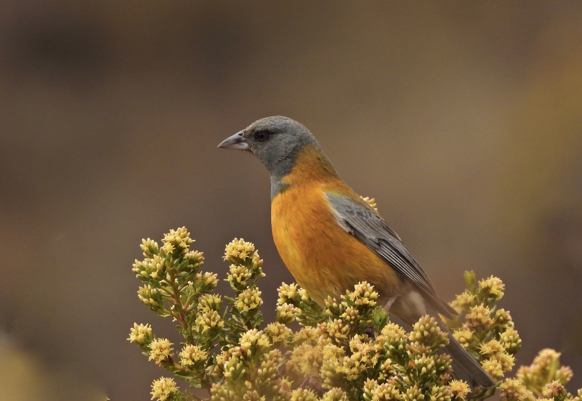 Peruvian Sierra Finch - ML644206543