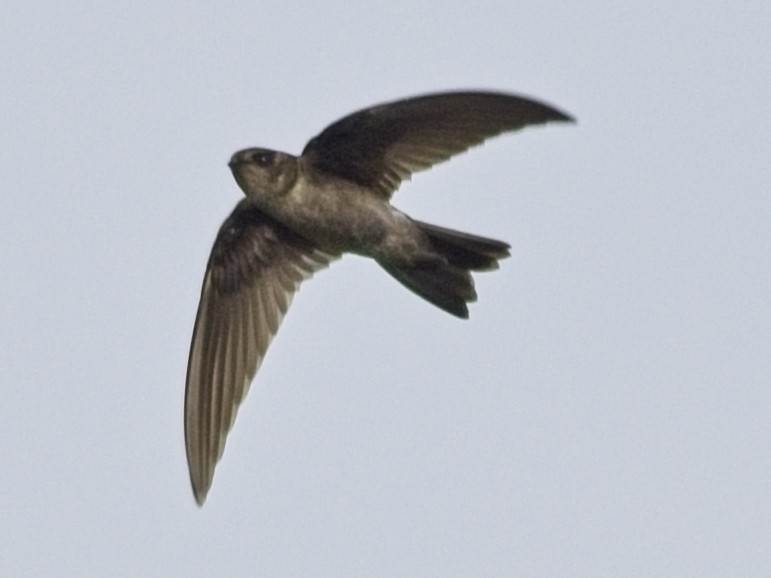 White-nest Swiftlet - ML644206544