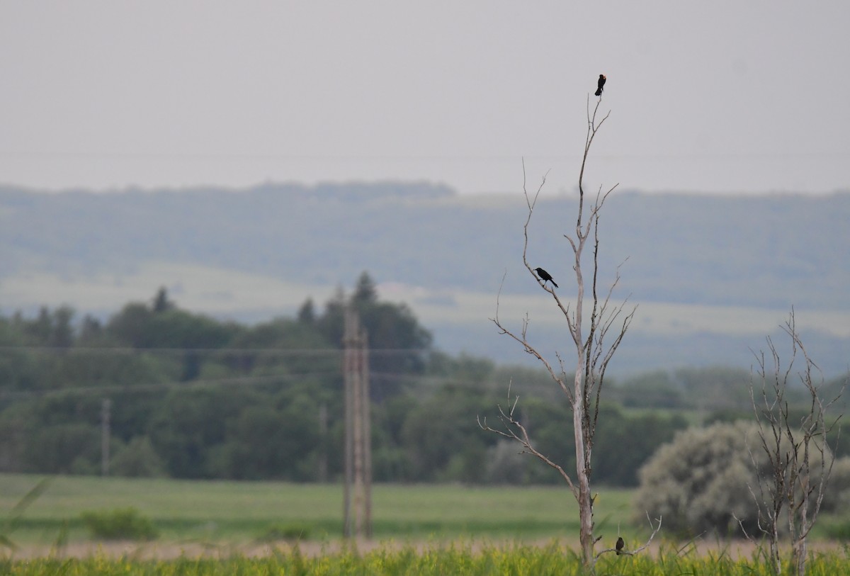 Common Grackle - ML644206545